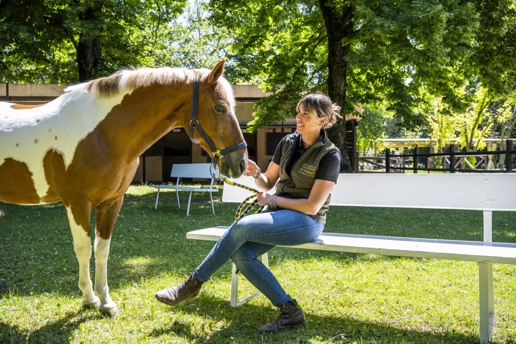 veterinaria ortopedica equina FEI FISE, blog