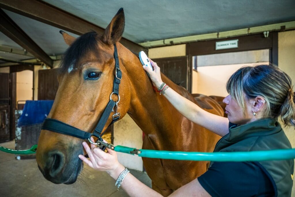 visita di compravendita cavallo