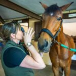 Stai comprando un cavallo? La visita di compravendita può dirti molto più di quanto pensi