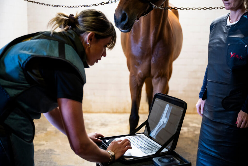 monitoraggio ortopedico cavallo sportivo compravendita cavallo