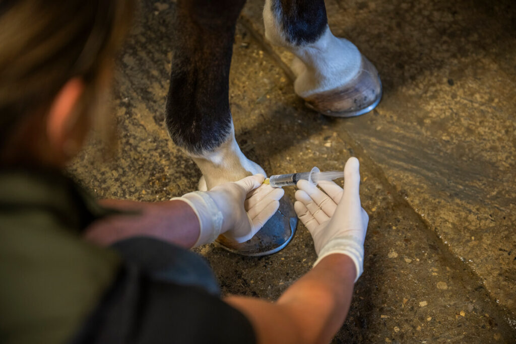 terapie ortopediche cavallo sportivo, laminite